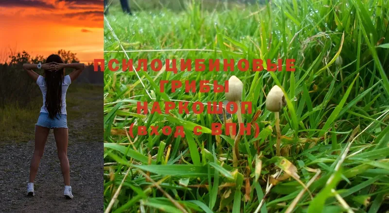 сколько стоит  Новая Ляля  Псилоцибиновые грибы MAGIC MUSHROOMS 